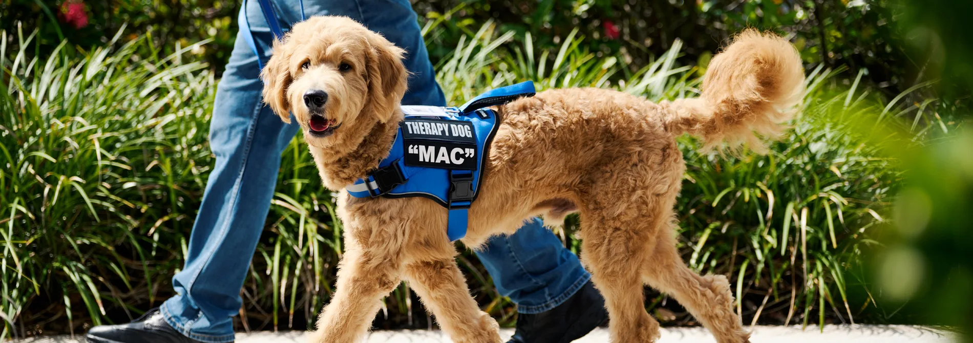 How Therapy Dogs Help with PTSD